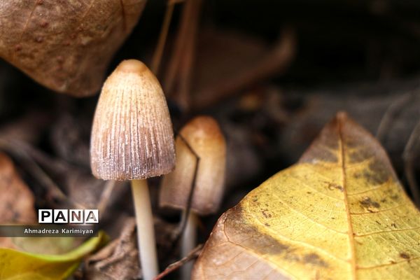 طبیعت پائیزی روستای دشتک