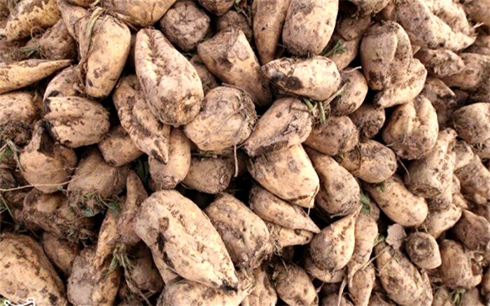فصل برداشت و دردسرهای تمام‌نشدنی چغندرکاران آذربایجان غربی