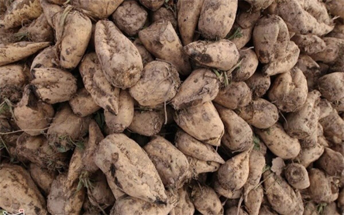 فصل برداشت و دردسرهای تمام‌نشدنی چغندرکاران آذربایجان غربی