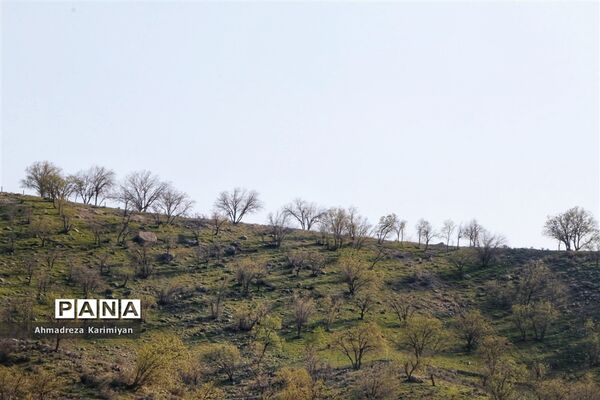 طبیعت زیبای تنگ نرگسی در کازرون فارس