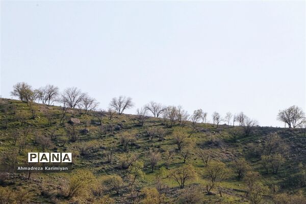 طبیعت زیبای تنگ نرگسی در کازرون فارس