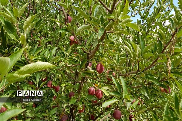 برداشت سیب در شهر ونایی بروجرد