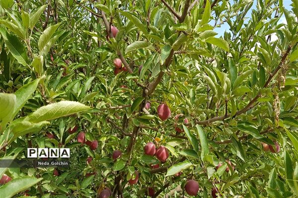 برداشت سیب در شهر ونایی بروجرد