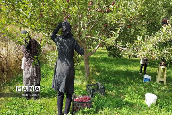 برداشت سیب در شهر ونایی بروجرد