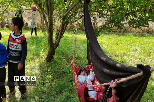 برداشت سیب در شهر ونایی بروجرد