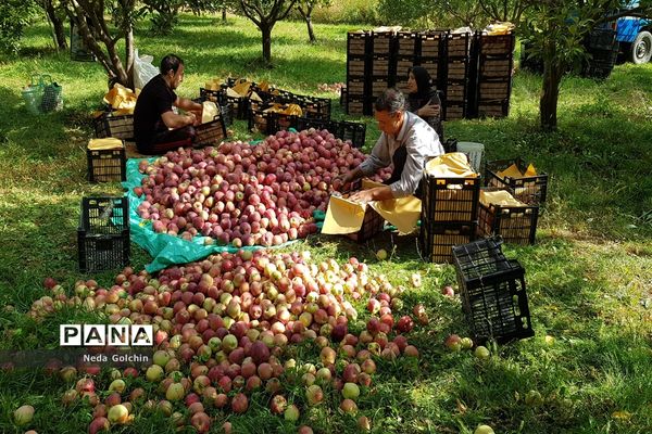 برداشت سیب در شهر ونایی بروجرد