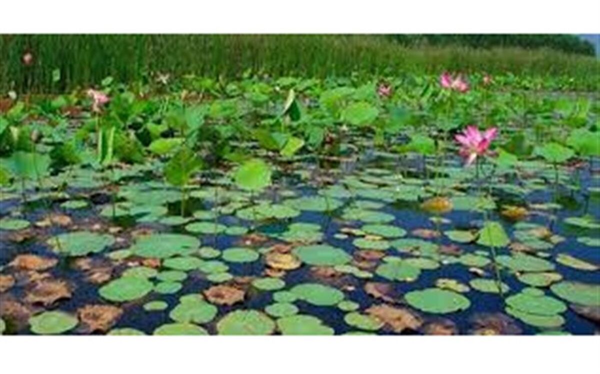 ۳۳ تالاب کشور در قالب برنامه جامع زیست بومی احیا می‌شود