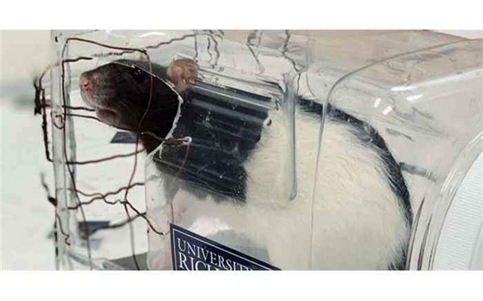 موش‌ها هم پشت فرمان نشستند + تصویر