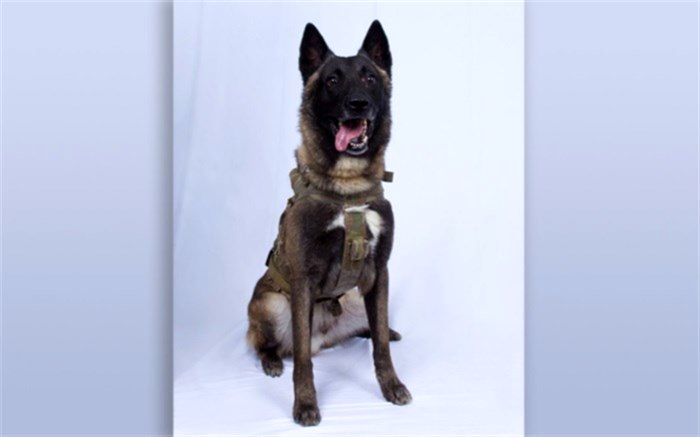 انتشار تصویر تنها آمریکایی زخمی عملیات شکار بغدادی(+عکس)