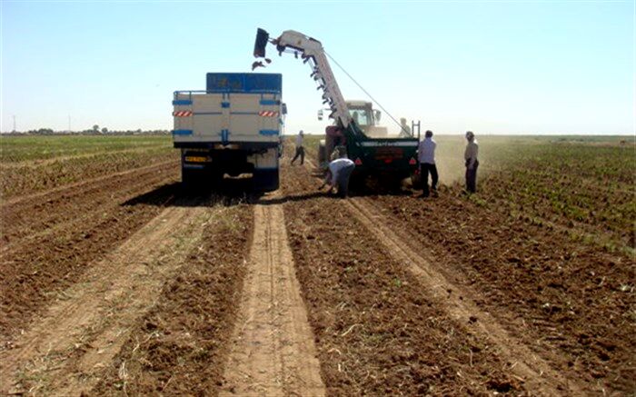 ۲۲۰ هکتار زمین در شوط زیر کشت چغندرقند رفت