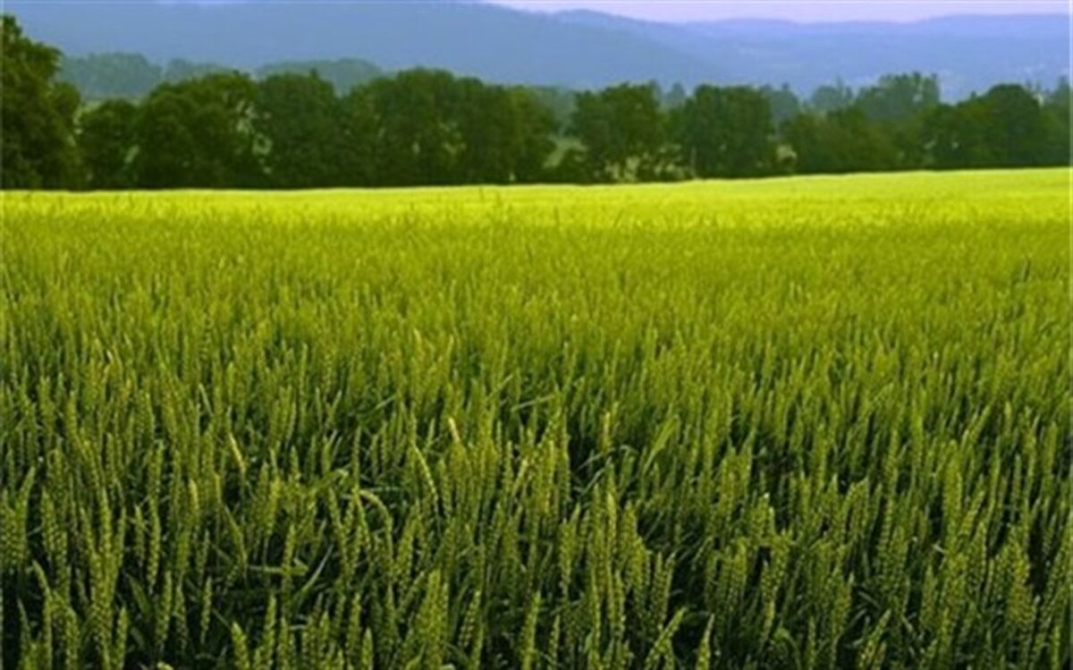 کاشت پاییزه گندم در اردبیل آغاز شد