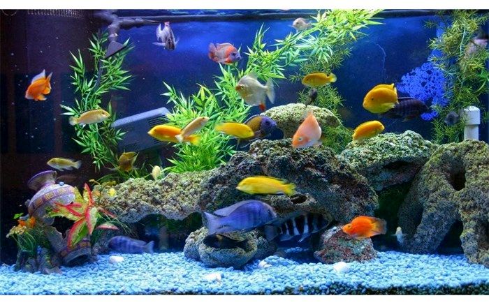 تولید 100 گونه ماهی زینتی در فارس