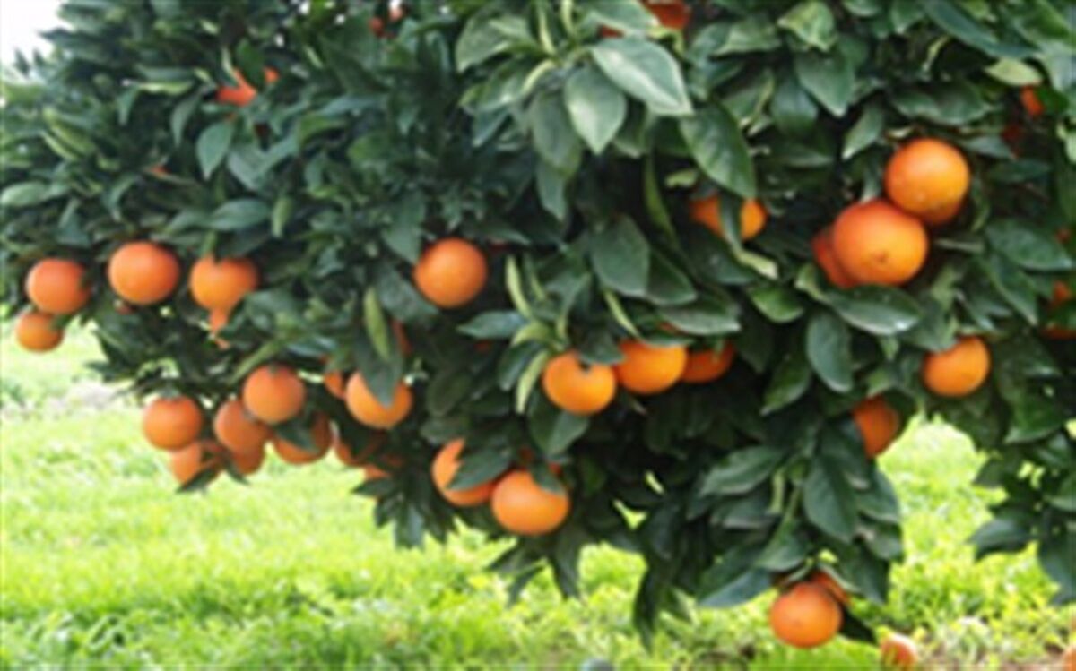 برداشت مرکبات در گیلان آغاز شد