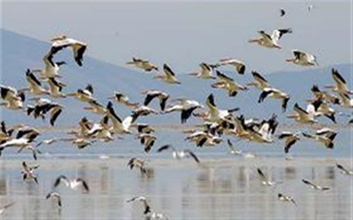 مهاجرت پرندگان به تالاب‌های گیلان آغاز شد