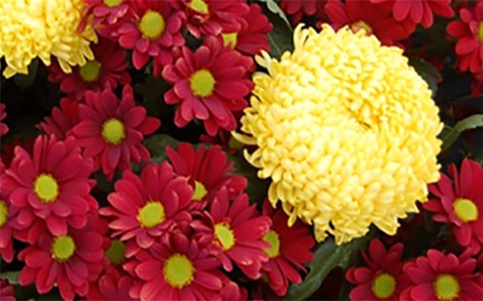 داودی ها به سطح شهر می آیند