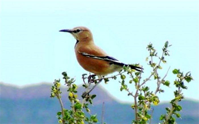 جشنواره‌ای به پاسداشت تنها پرنده اندمیک ایران