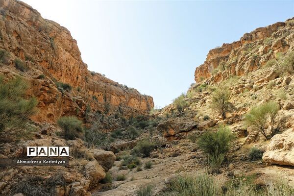 رویش از دل سنگ
