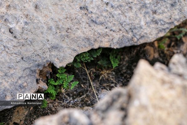 رویش از دل سنگ