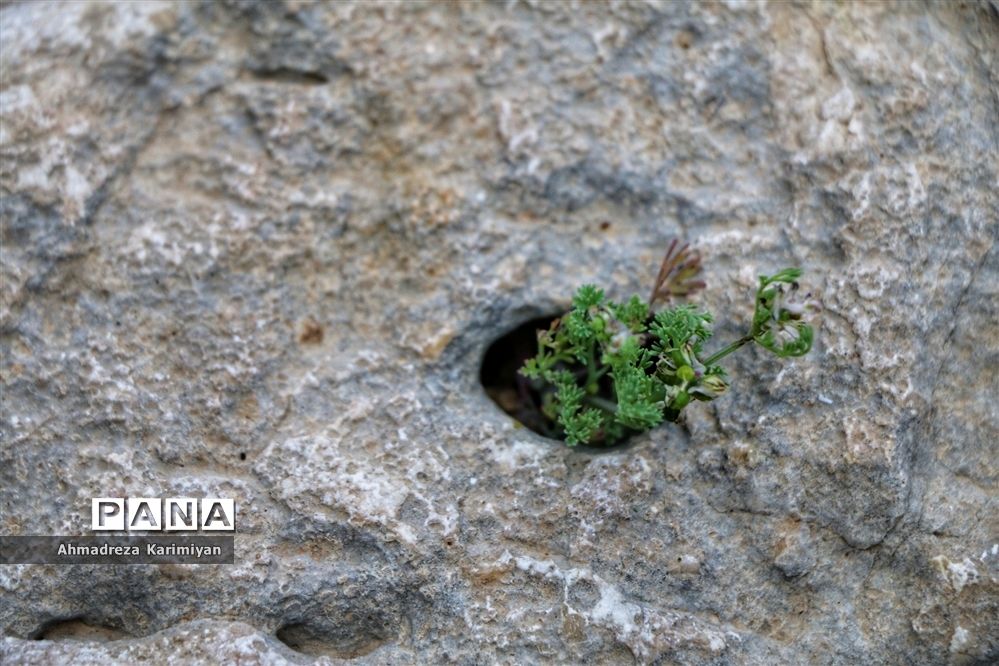 رویش از دل سنگ