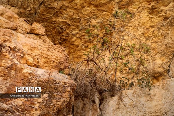 رویش از دل سنگ