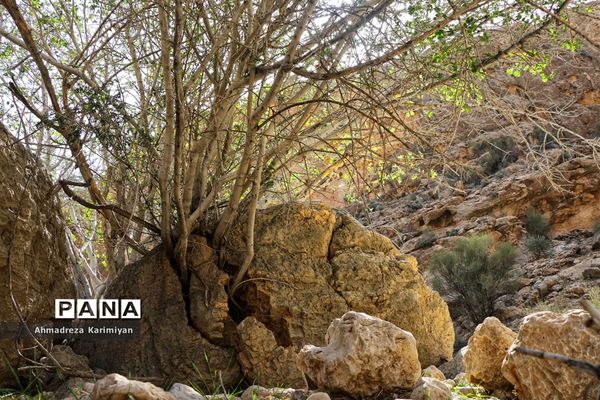 رویش از دل سنگ