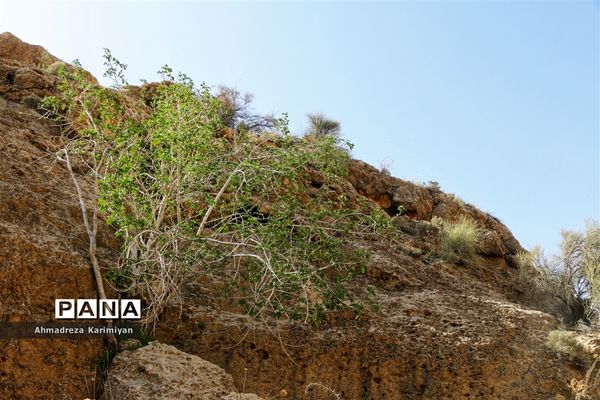 رویش از دل سنگ