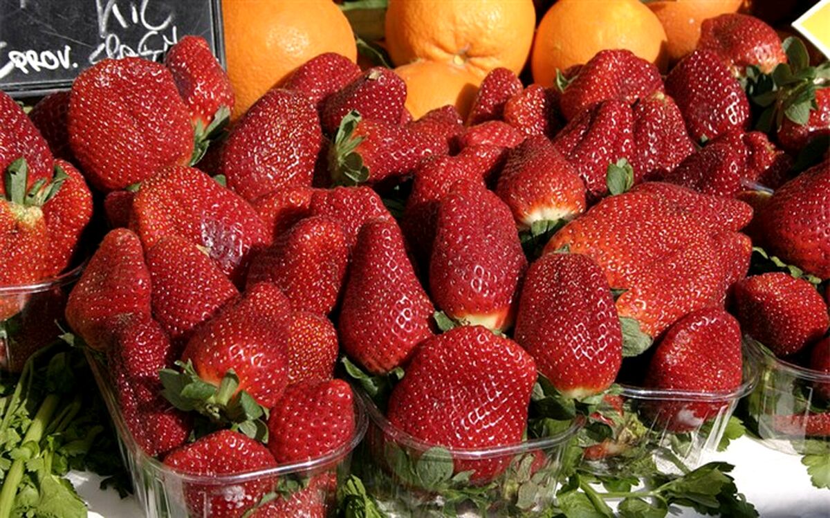 سالانه بیش از ۹۰۰تن توت فرنگی گلخانه ای در گیلان  تولید می‌شود