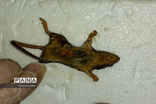 مراسم گرامیداشت روز علوم آزمایشگاهی در چهاردانگه