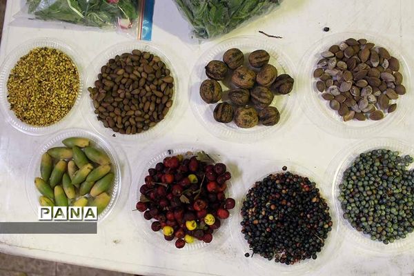 افتتاح نمایشگاه دستاوردهای کانون‌های فرهنگی تربیتی استان خوزستان