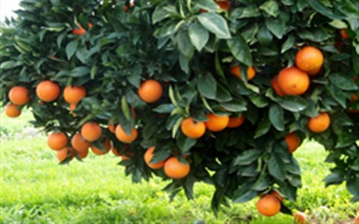 تولید بیش از یک میلیون تن مرکبات در فارس