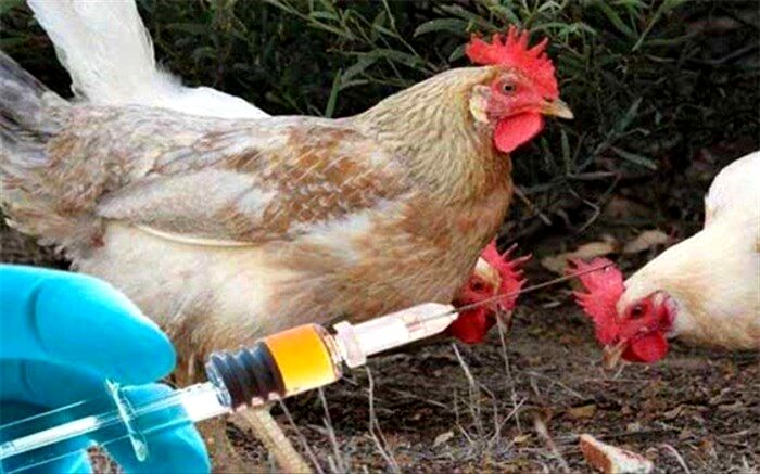 آغاز طرح واکسیناسیون رایگان طیور روستایی