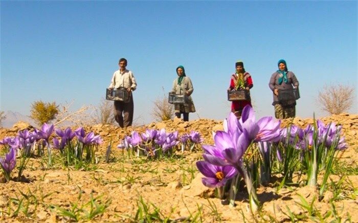 کشت طلای سرخ در اشتهارد رونق گرفت