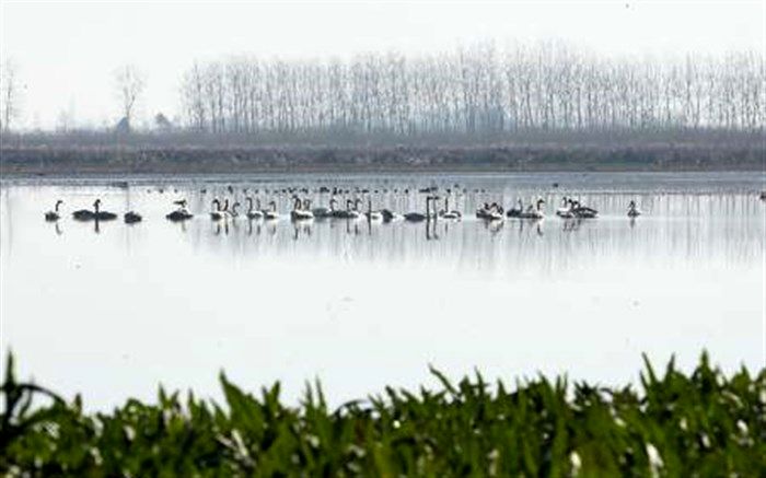 استاندار گیلان: بهره‌مندی خردمندانه ای از تالاب انزلی داشته باشیم