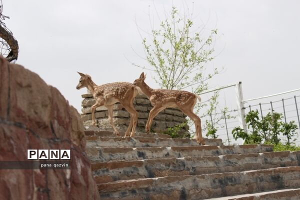 دهکده طبیعت قزوین؛ عشق و آشتی با طبیعت