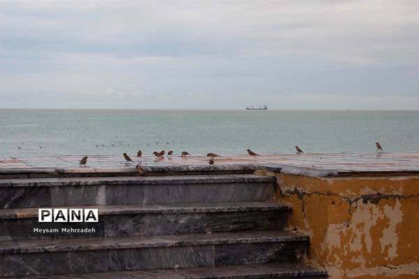 بارندگی  در بوشهر