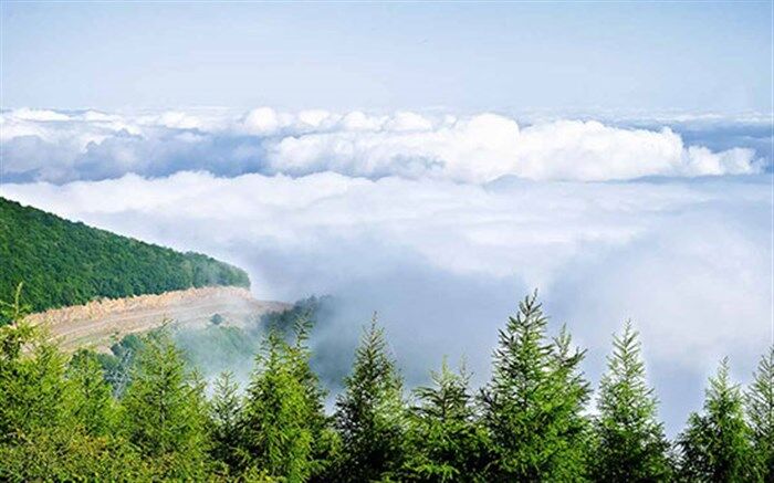 گردشگران گمشده در جنگل ابر از مرگ حتمی نجات یافتند