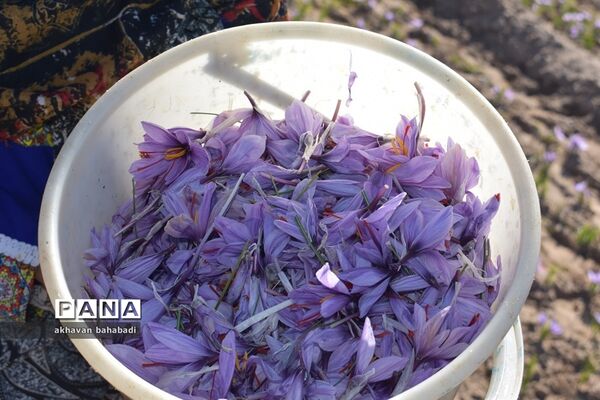 آئین اختتامیه جشنواره زعفران استان یزد در روستای « بنستان » شهرستان بهاباد