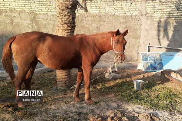 حال وهوای زندگی روستاییان شهرستان حمیدیه درفصل پاییز