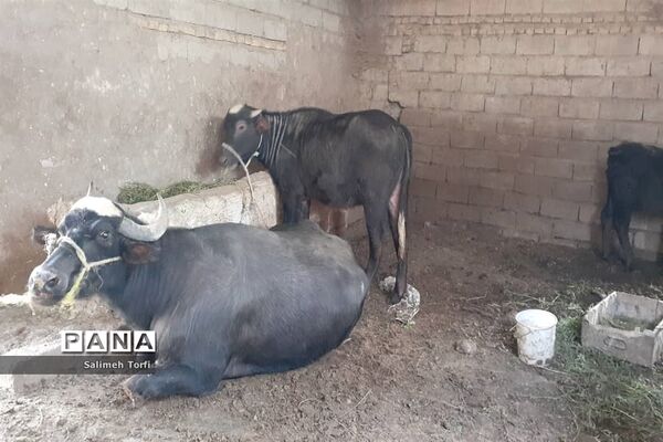 حال وهوای زندگی روستاییان شهرستان حمیدیه درفصل پاییز