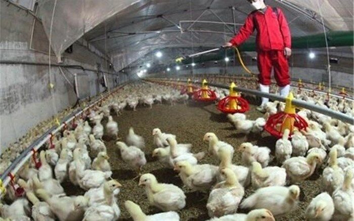 نشانه‌ای از بیماری آنفلوآنزای فوق حاد پرندگان در آذربایجان غربی مشاهده نشده است