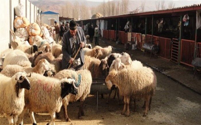 هویت‌دار کردن دام در سمنان پیگیری می‌شود