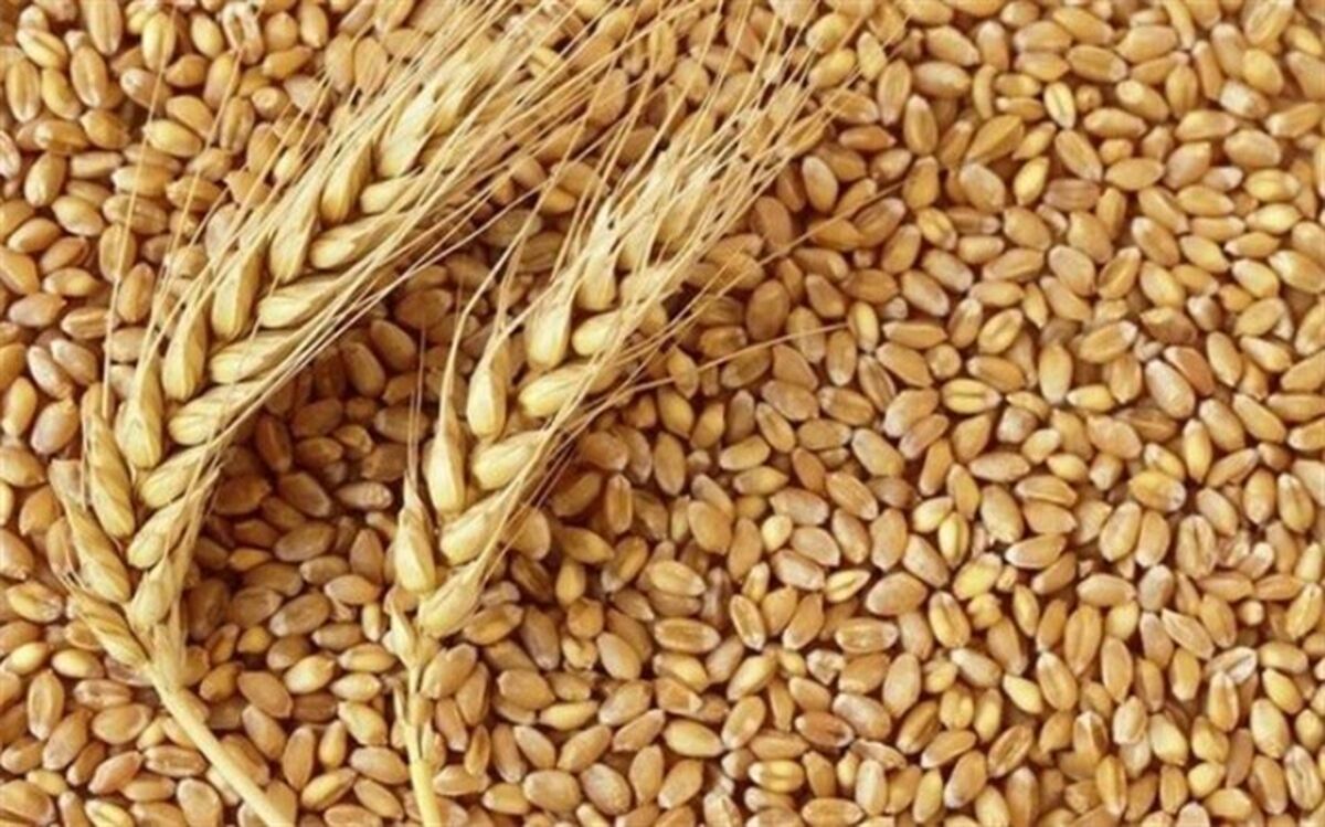رئیس بنیاد ملی گندمکاران کشور: قیمت خرید تضمینی گندم تا ۲۰ آذر تغییر می‌کند