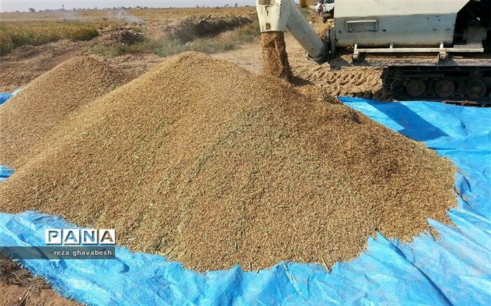 افزایش کشت شلتوک درشهرستان حمیدیه درسال زراعی ۹۸