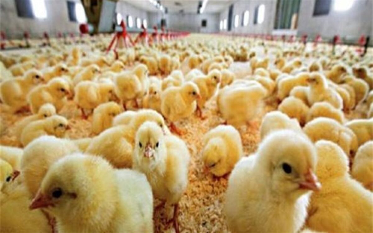 جریمه شرکت واردکننده کاغذ گلاسه و مقوا در تبریز