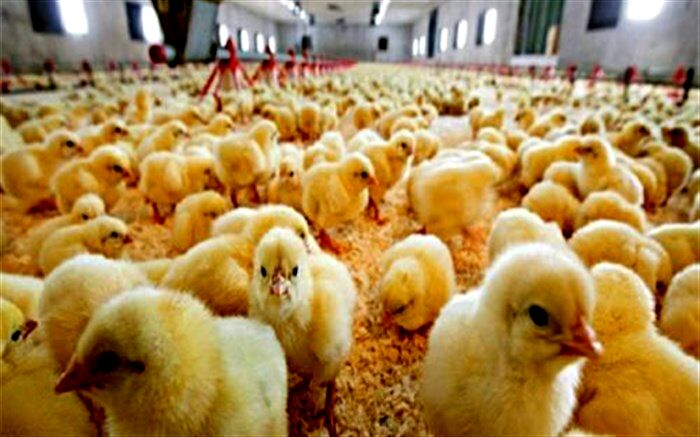 جریمه شرکت واردکننده کاغذ گلاسه و مقوا در تبریز