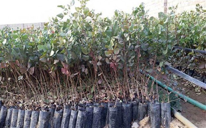 بیش از ۳۳۷ هزار نهال در استان سمنان کاشته می‌شود