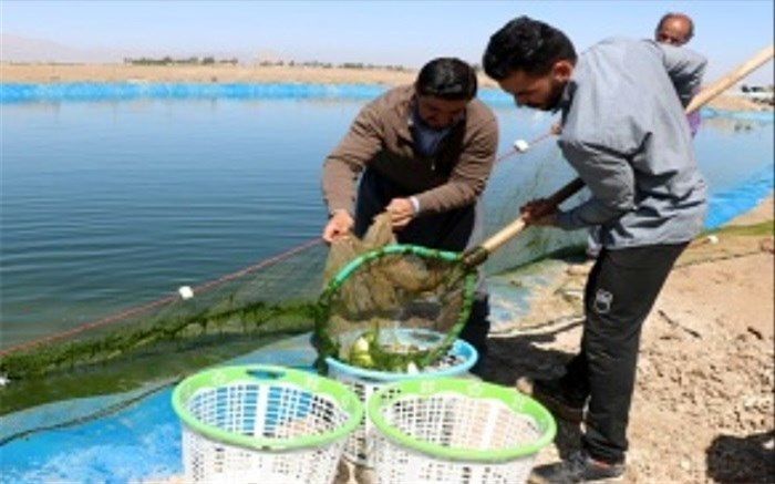 پرورش بیش از هزار تن ماهی در دل کویر