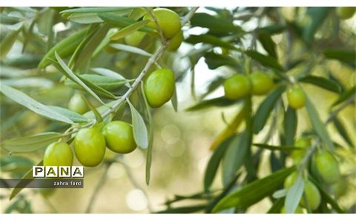 اصلاح و احیا باغ‌های زیتون با هدف تولید محصول سالم در نی ریز