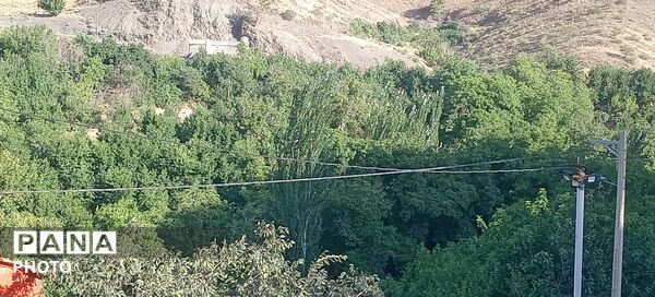 حال و هوای درختان روستای مایان