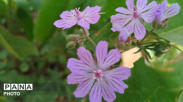 بهار در دزک جوانه زد